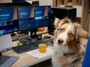 Keeping pet-friendly offices clean