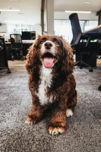 How to keep a dog-friendly office clean